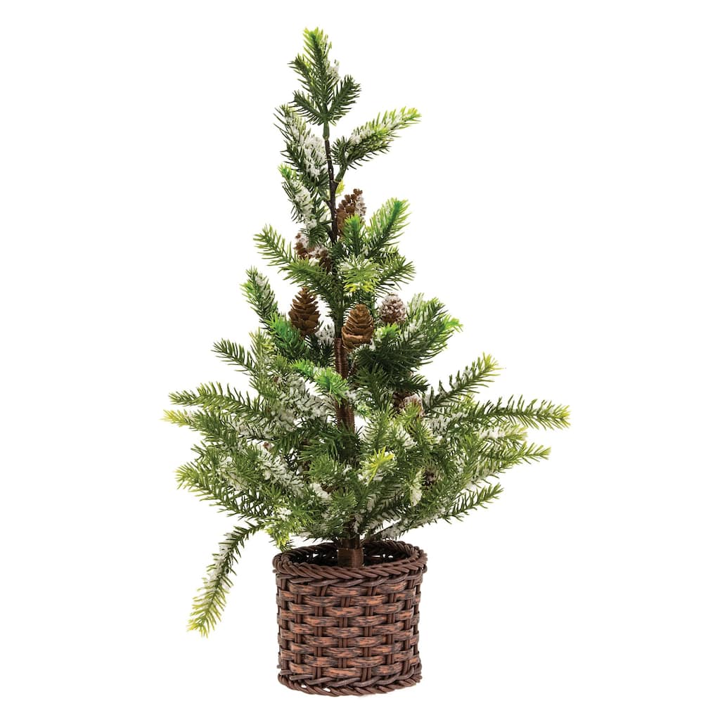 Snowy Cypress Tree in Willow Basket 18" - Green