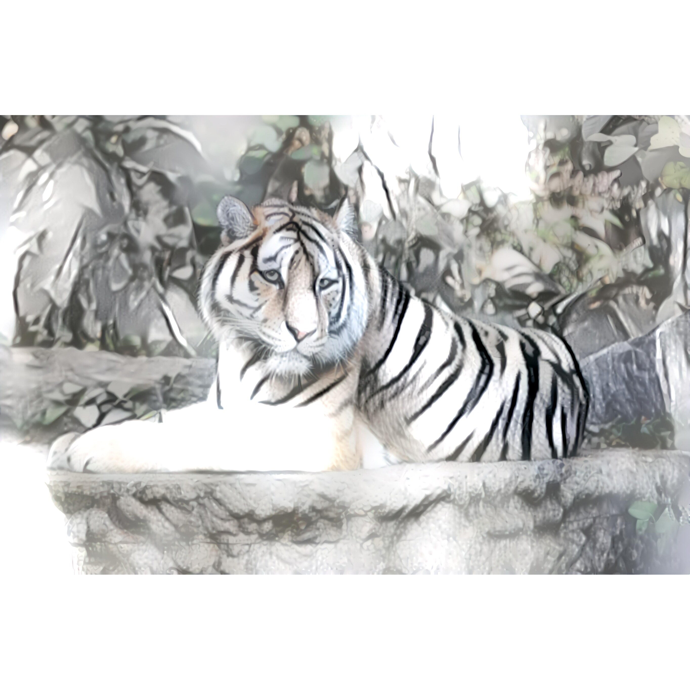 Shop Animal Wildlife Jungle Art Print Wall Artwork Decor Free