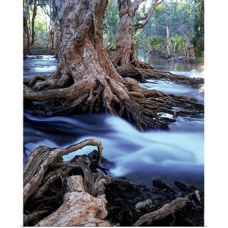 Shop Gnarled Roots Of Melalueca Trees In Flooded Stream Great Sandy Desert Washi Poster Print Overstock 16480567