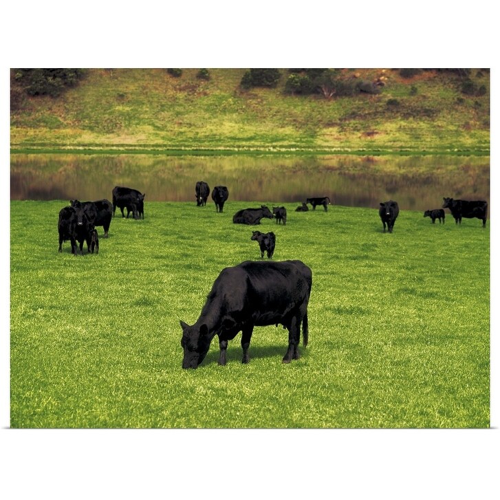 Shop Aberdeen Angus Beef Cattle Near Princetown Victoria