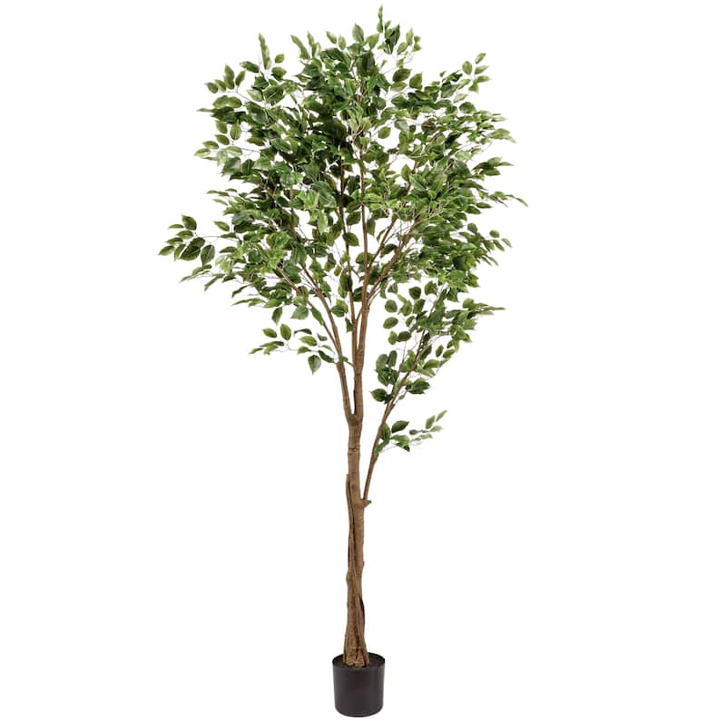 Potted Uv Treated Ficus Tree 7'