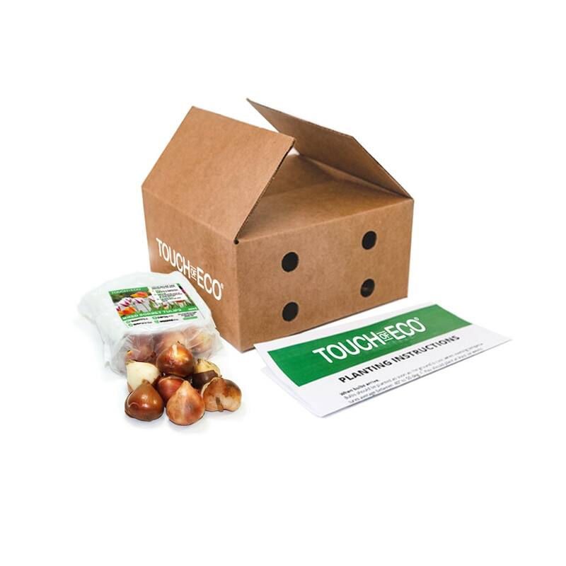 Sweet Sorbet Mixed Tulips - 24 Bulbs - Red, Pink & White Flowers Attracts Butterflies, Bees & Hummingbirds - 24 Bulbs