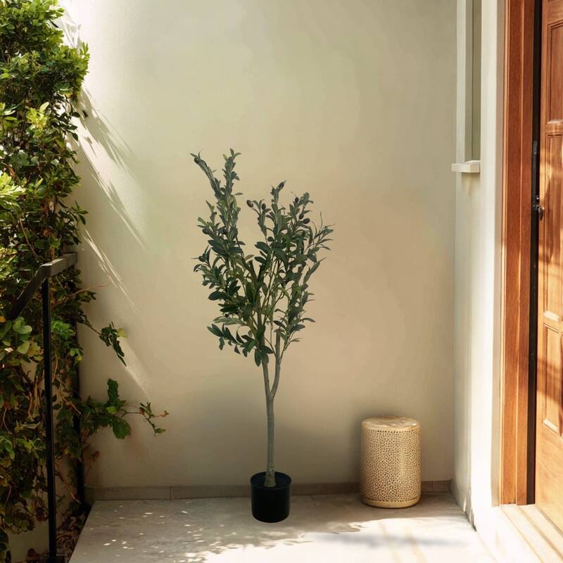 Olive Tree used in garden and outdoor, backyard