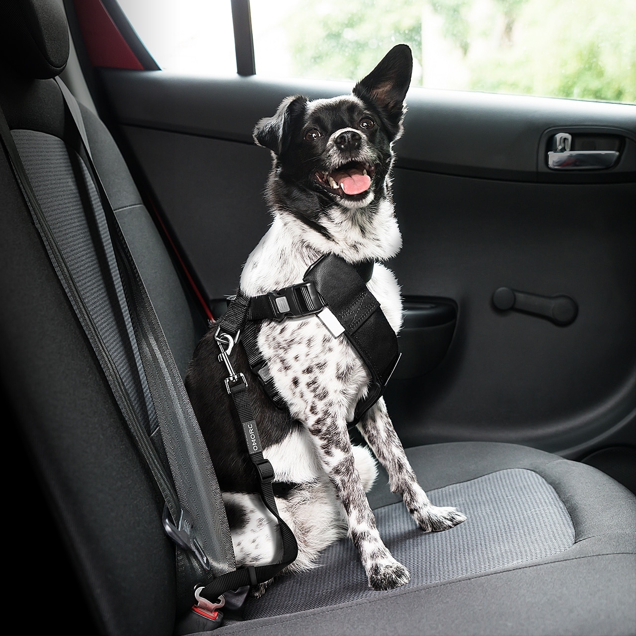seat belt lead for dogs