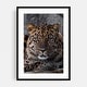 Amur Leopard Photography Animals Cat Jaguar Wildlife Art Print/Poster ...