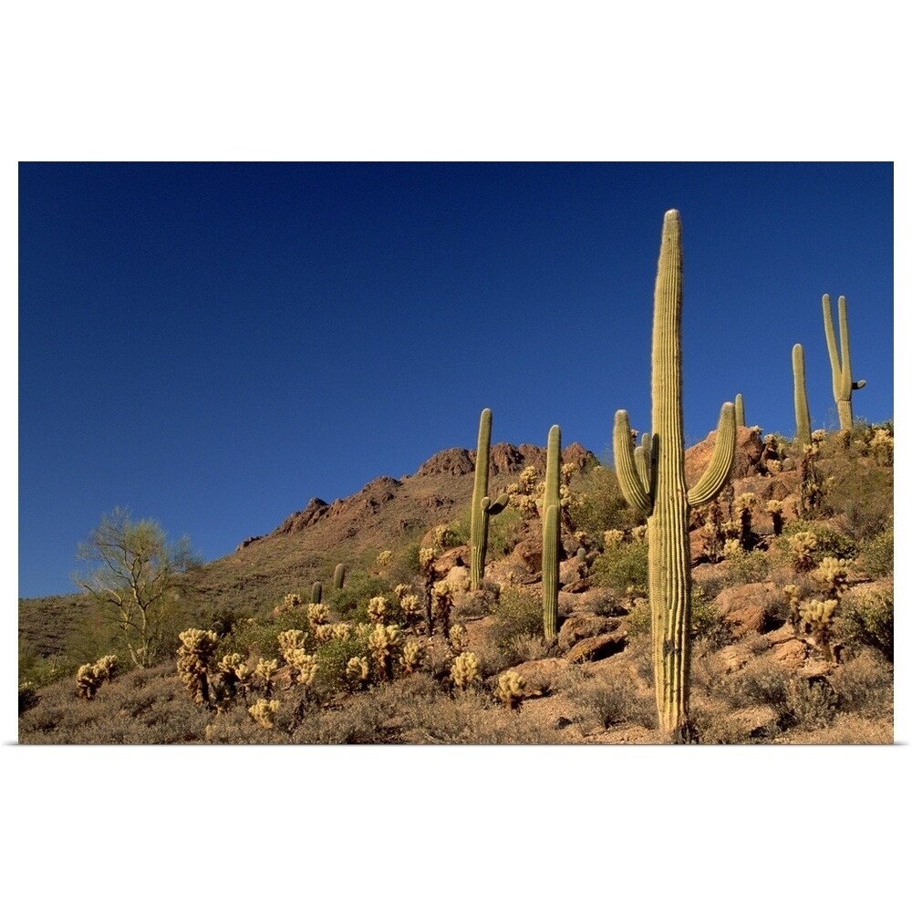 Shop Saguaro Cacti And Tucson Mountains Tucson Arizona Poster