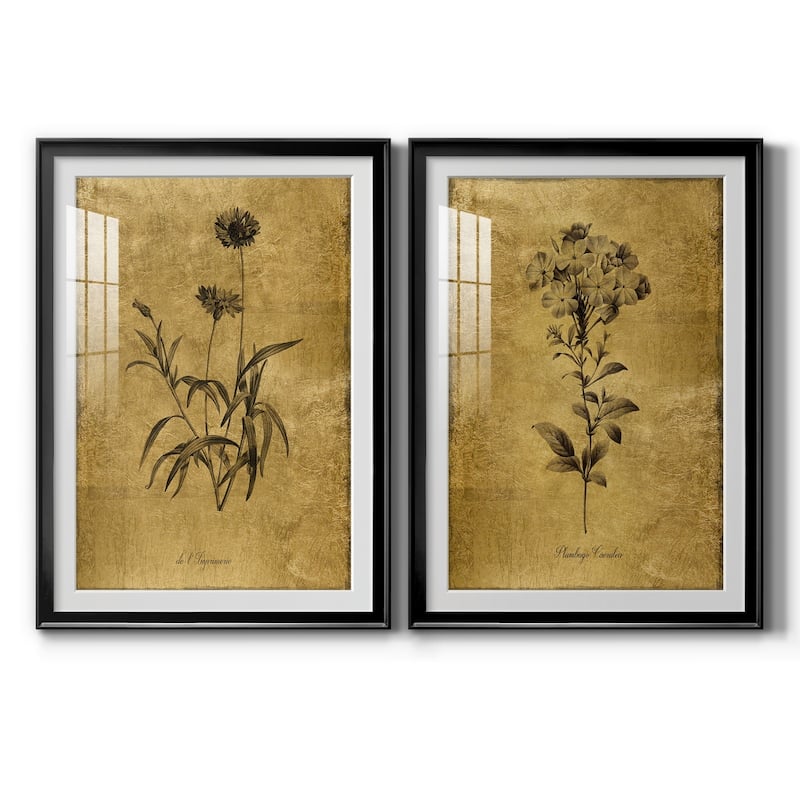 Gold Sketch Botanical I Premium Framed Print - Ready to Hang - 18.5X24.5 - Black