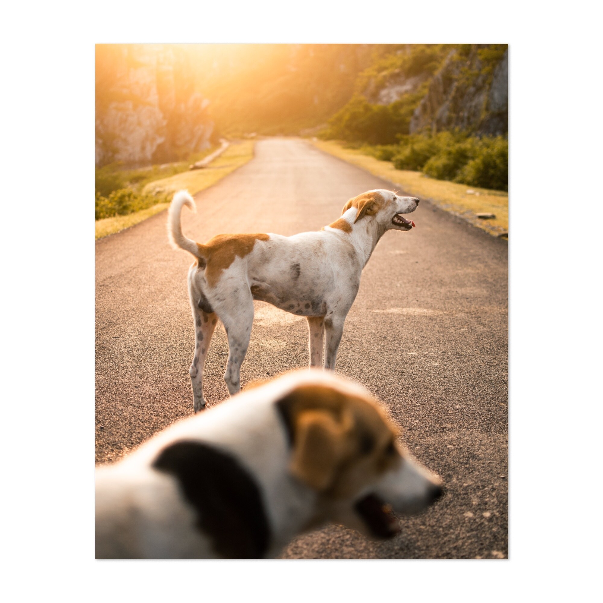 Couple of dogs Photography American Animals Dog Art Print/Poster
