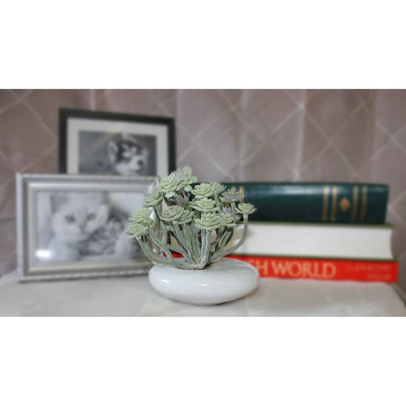 5" Aeonium in White Ceramic Pot - Green - 5