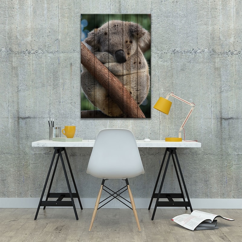 Koala Male Sleeping, Queensland, Australia Print On Wood by Suzi Eszterhas - Multi-Color