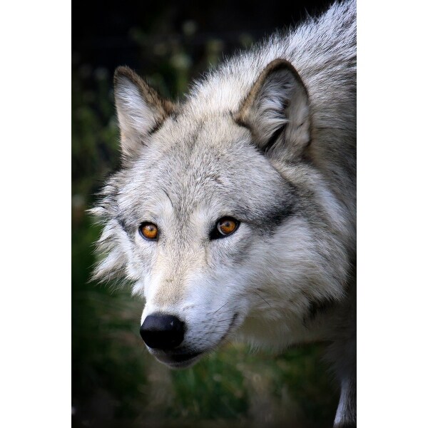 Wolf Face Lantern Press Photography Art Print Multiple Sizes Available Overstock