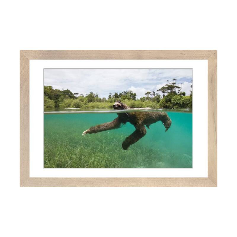 iCanvas "Pygmy Three-Toed Sloth Swimming In Mangrove Forest, Isla Escudo De Veraguas, Panama" by Suzi Eszterhas - Natural - 24x32x1
