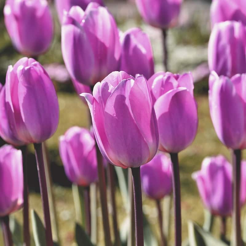 Spring Lavender Trophy Tulips- Purple Flowers - 18 Bulbs - Attracts Butterflies, Bees & Hummingbirds - 18 Bulbs