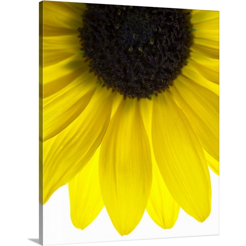Shop Close Up Of Yellow Sunflower On White Background Studio