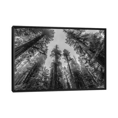 iCanvas "Sequoia Tree Forest Sky Black and White" by Nature Magick Framed Canvas Print