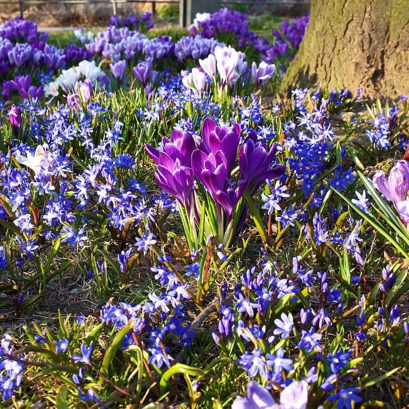 Rock Garden Mixed Flower Collection - 100 Bulbs - Featuring 4 Varieties of Blue, White & Purple Flowers - 100 Bulbs