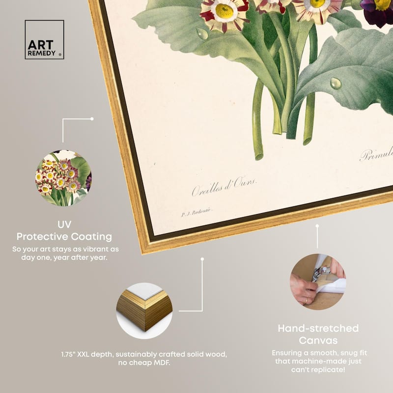 Auricula Varieties Canvas by Art Remedy