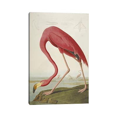 iCanvas 'American Flamingo' by John James Audubon Canvas Print