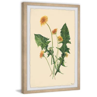 Fresh Dandelions Framed Print