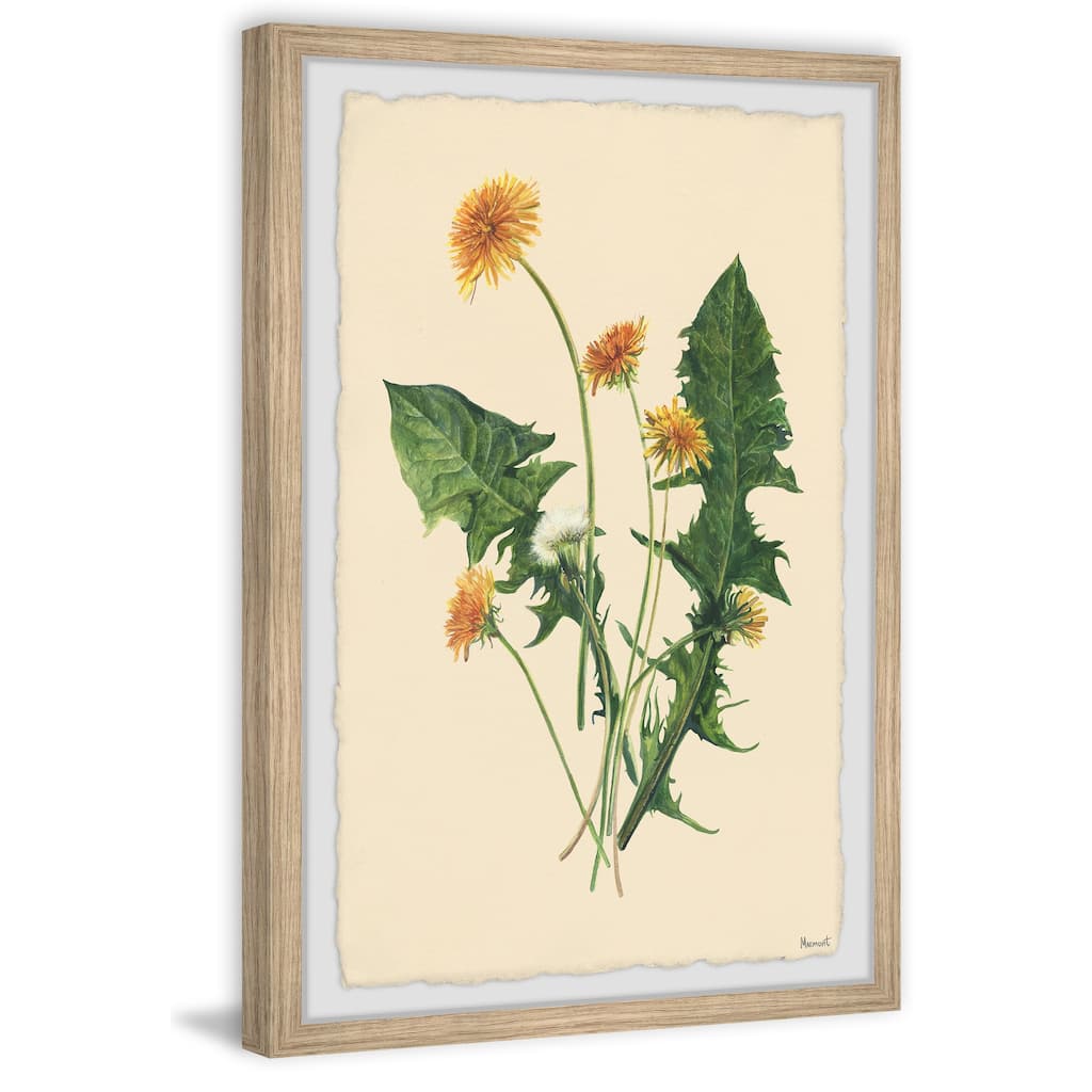 Fresh Dandelions Framed Print