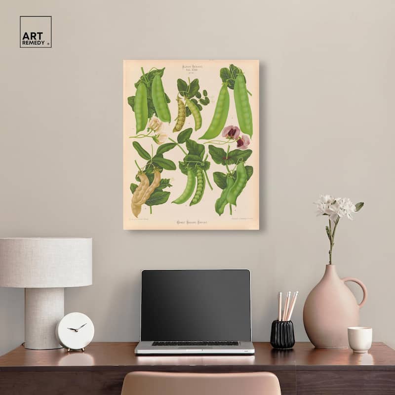 Podded Peas from Benary 1876 Canvas by Art Remedy, Gallery Wrapped