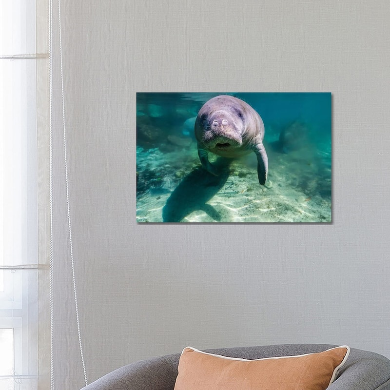 iCanvas "Manatee In Crystal River, Florida" by Jennifer Idol Canvas Print - 18x26x1.5