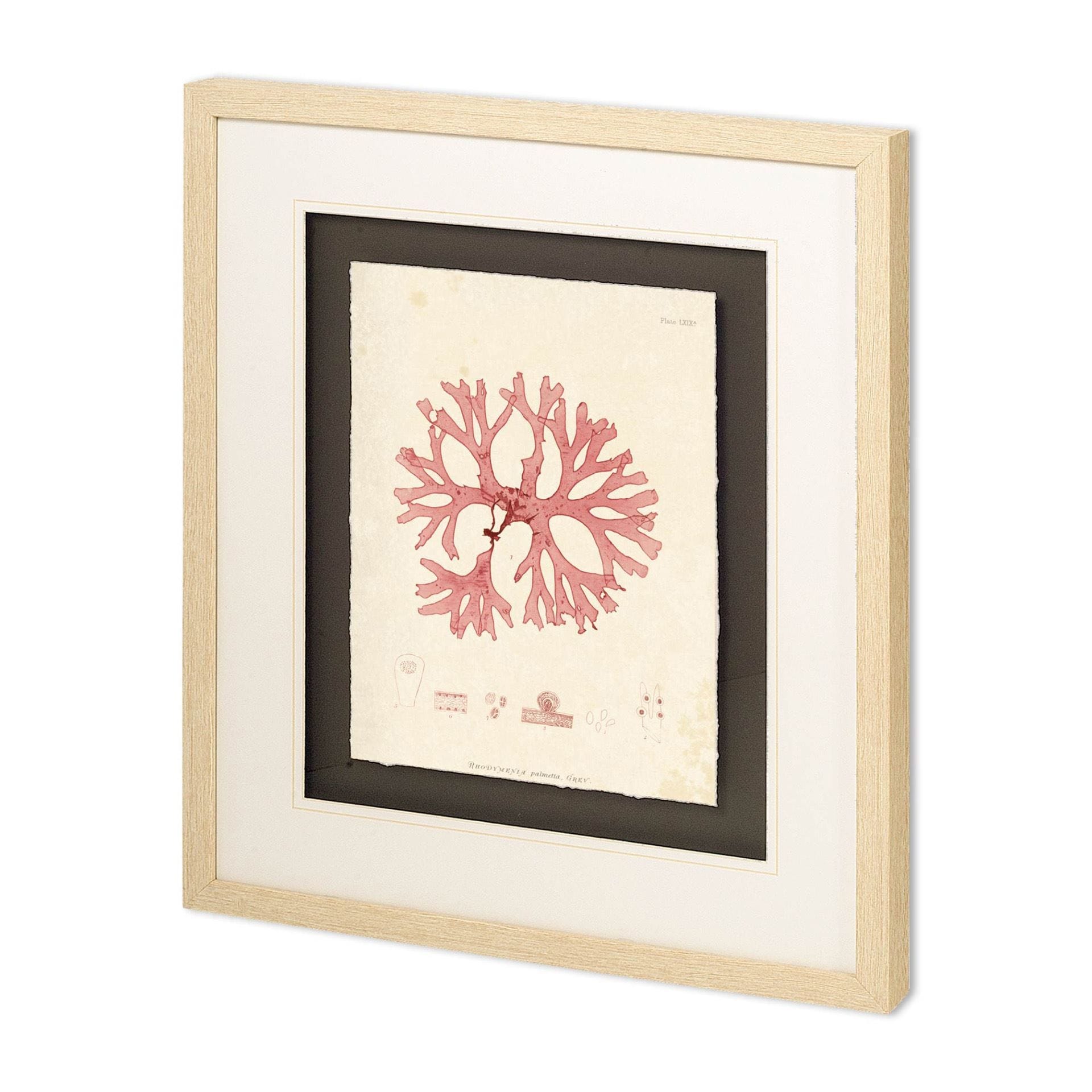 Rhodymenia palmetta Framed Art Print