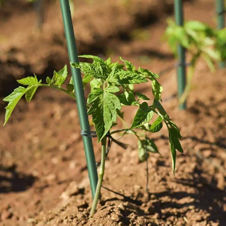 Agfabric 3/8in.6 ft.Dark Green Plant Supporting Stakes,(Pack of 10) - 6ft