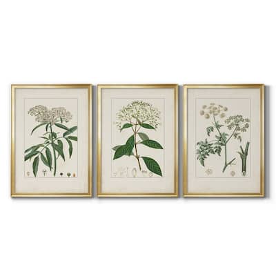 Antique Turpin Botanical VII Premium Framed Canvas - Ready to Hang - Multi-Color