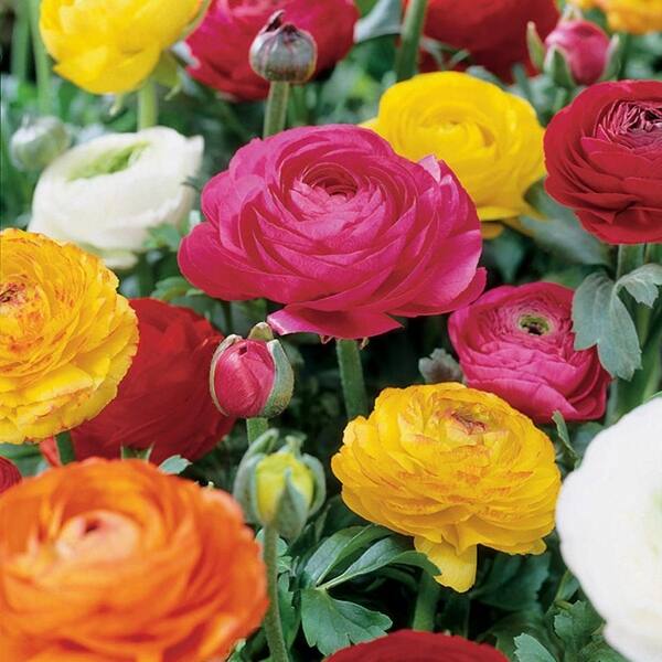 Star Ranunculus Van Zyverden Butter Cups Ranunculus Double Blooming Mixed Set of 25 ...