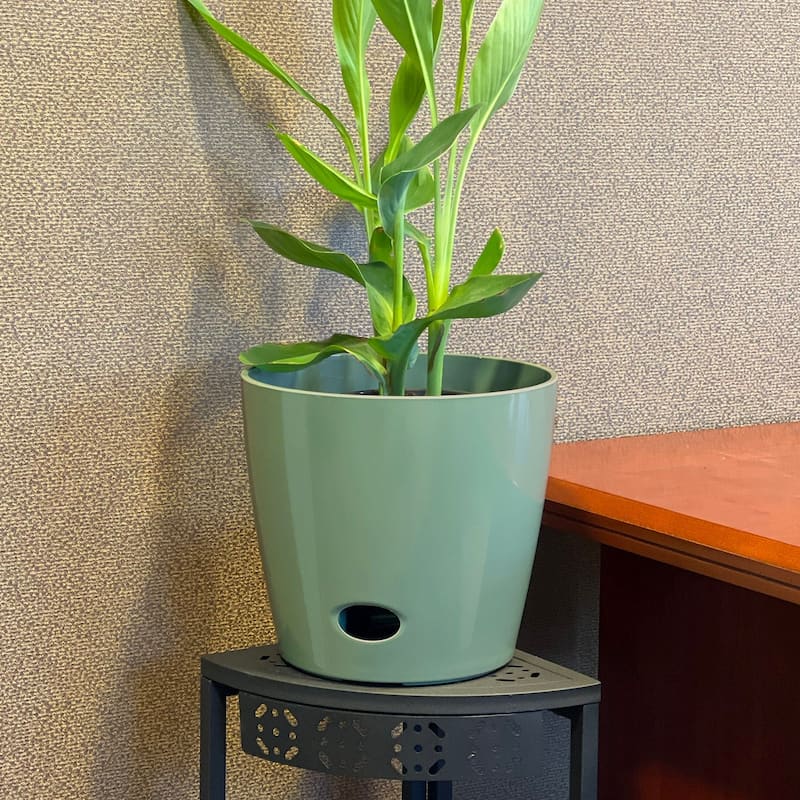 Bamboo Blooms Self-Watering Plant Pot Set of 2,10" Round - 10" Round