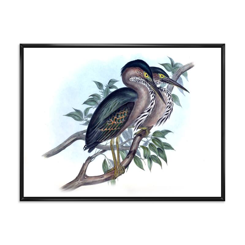 Designart "Vintage Australian Birds VII" Traditional Framed Canvas Wall