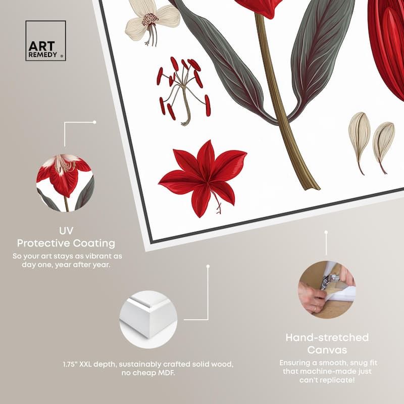 Amaryllis Anatomy Canvas by Art Remedy