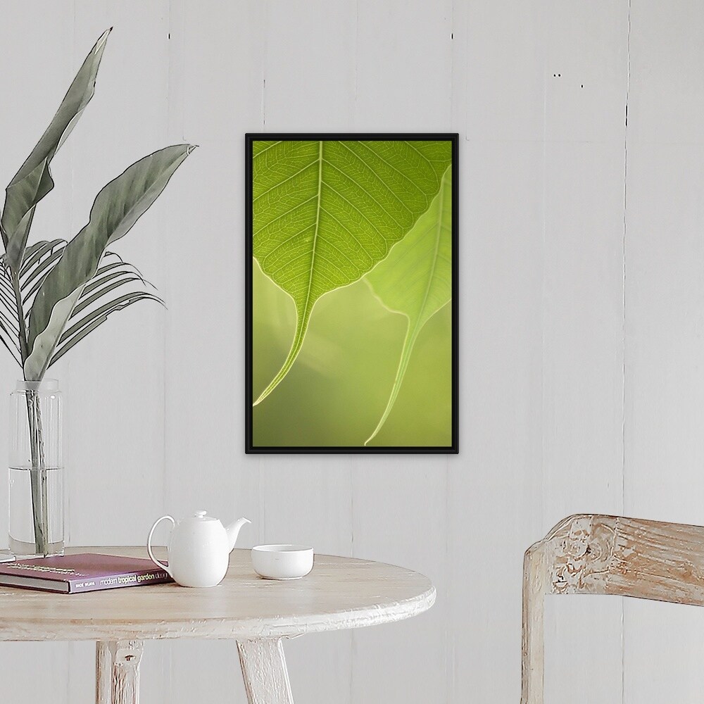Indian Peepal Leaves 30 Ct Fresh Picked By Order Banyan Tree Leaf Puja Pooja