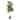 Artificial Rubber Plant - 51-Inch Faux Tree with Natural-Feel Leaves by Pure Garden (Variegated) - 51"