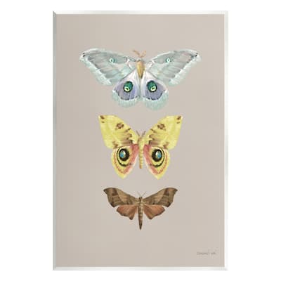 Stupell Vintage Moth Species Wall Plaque Art Design by Danhui Nai