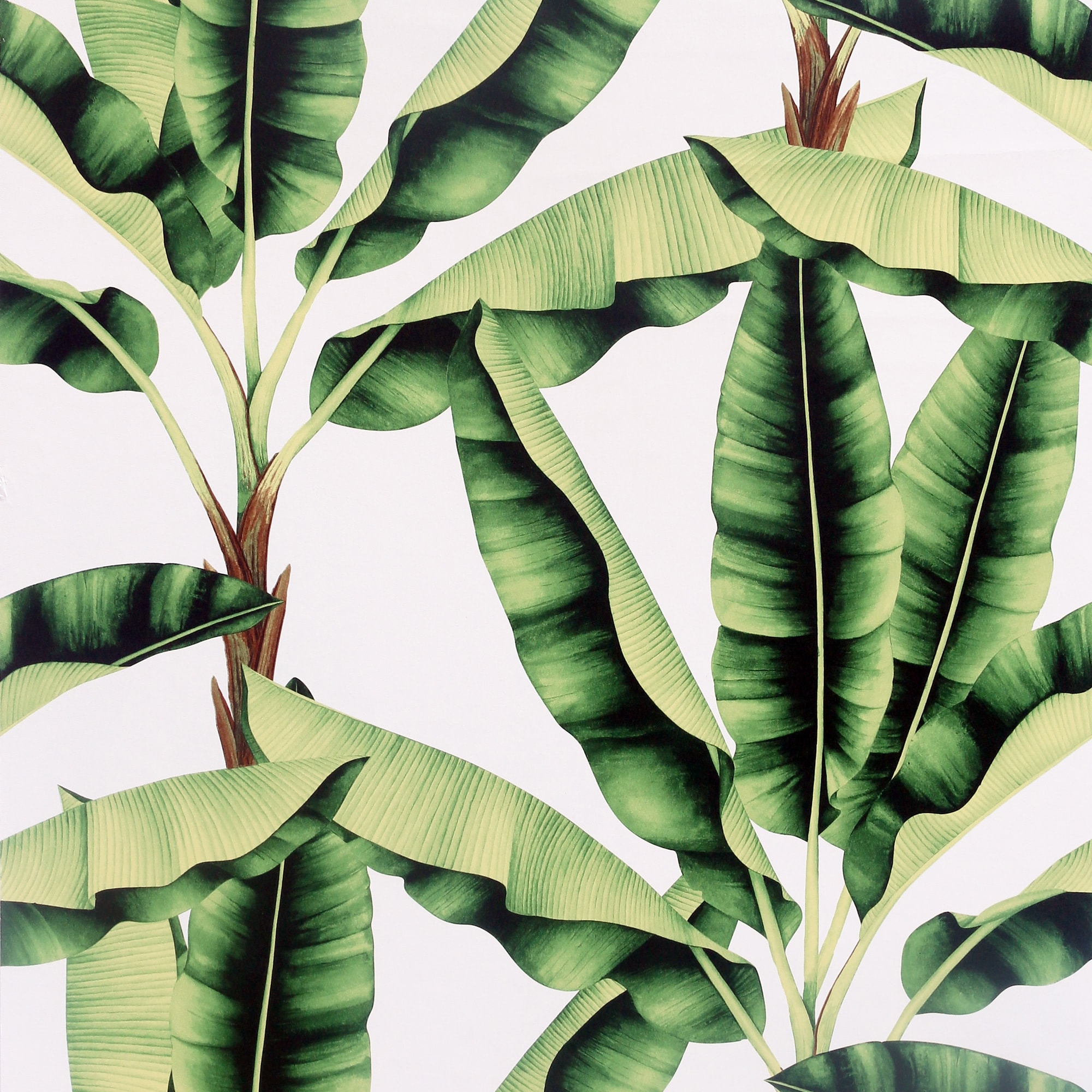 Musa Leaf Green Wallpaper - 20.8 in. W x 33ft L - Double Roll
