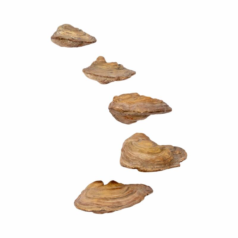 Resin Fungi Wall Decor Set of 5 - Natural, 5/6/7/8/9 in.