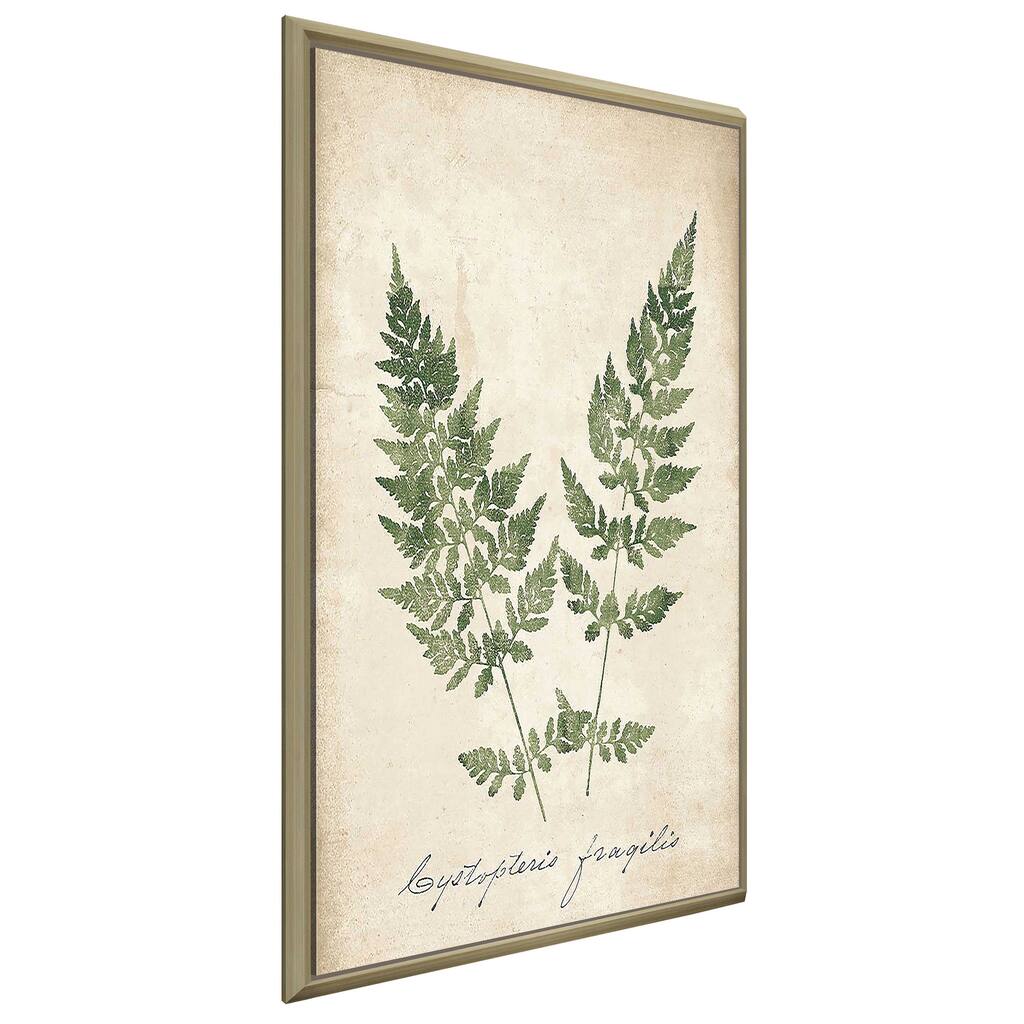 "Vintage Ferns VII" Print on Floating Canvas