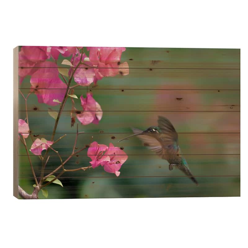Magnificent Hummingbird Female Feeding At Flower, Costa Rica Print On Wood by Tim Fitzharris - Multi-Color - 26x40x1.5