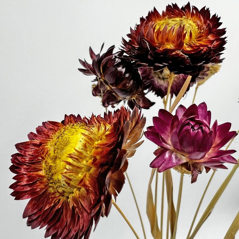 Bundle of 4 Dried Preserved Ruby Daisy Flower in 21" Multiple Colors - Bundle of 4
