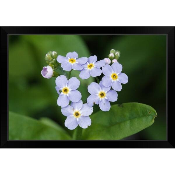 Forget Me Not Flowers Myosotis Scorpioides Blooming Selective Focus New York Black Framed Print On Sale Overstock Forget Me Not Flowers Myosotis Scorpioides Blooming Selective Focus New York Black Framed Print On Sale Overstock