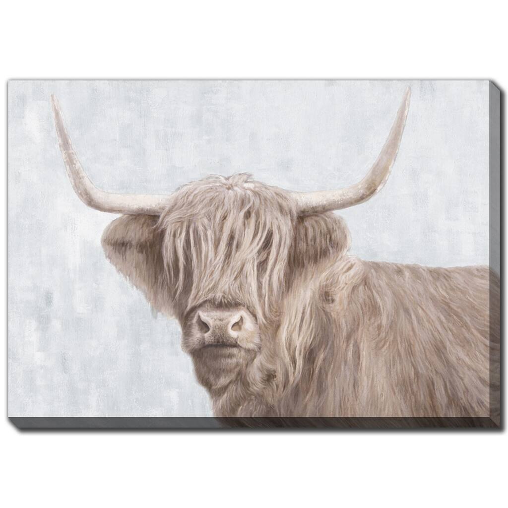 Highland Ox