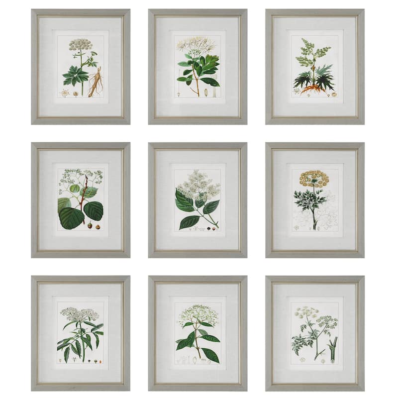 Uttermost Antique Botanicals Framed Prints, S/9 - 16.75 W x 19.5 H x 1.75 D (inches) - Light Gray