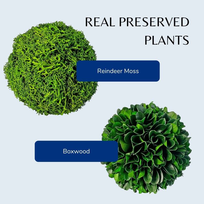 Handmade Natural & Preserved Topiary Green Balls, Decorative Bowl Filler Orbs, Botanical Accent Set Of 6 - 4 inch