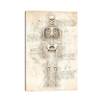 iCanvas "Human Skeleton" by Cornel Vlad Canvas Print