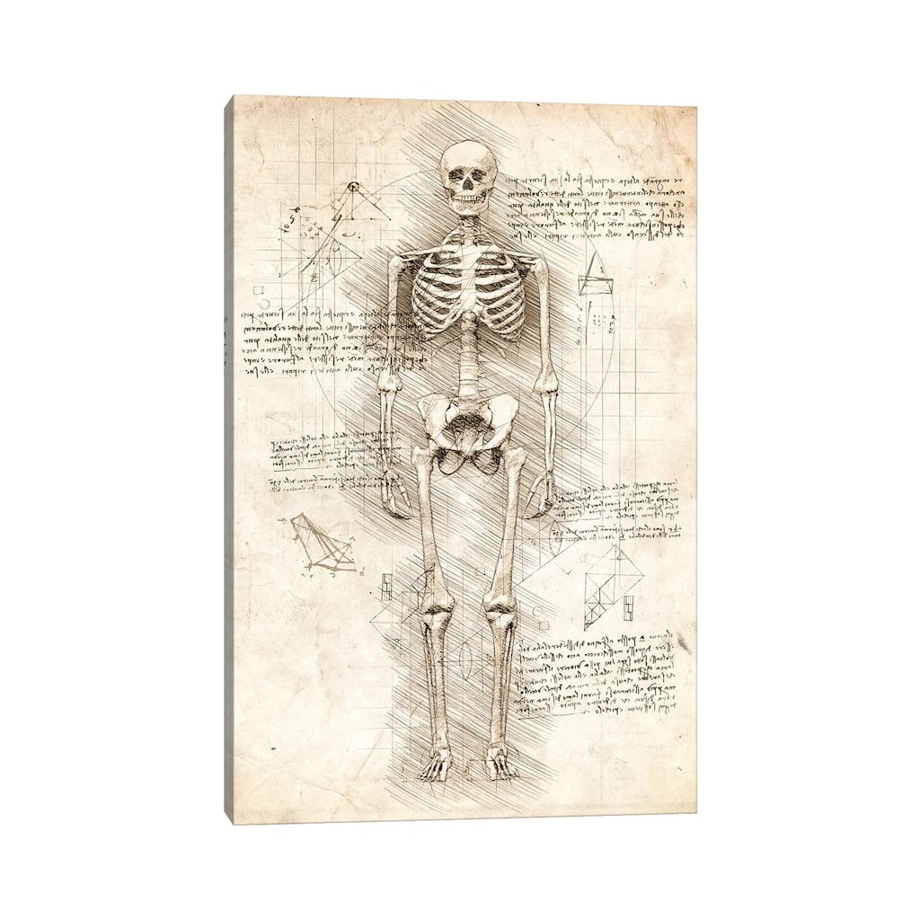 iCanvas "Human Skeleton" by Cornel Vlad Canvas Print