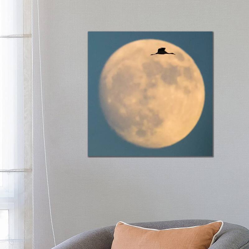 iCanvas "Sandhill crane flying against moon, Soccoro, New Mexico, USA" by Panoramic Images Canvas Print - 26x26x1.5