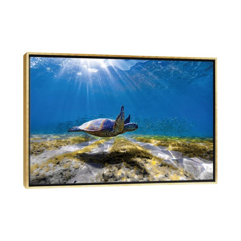 iCanvas "Waimea Turtle Glide" by Sean Davey Framed - Gold - 26x40