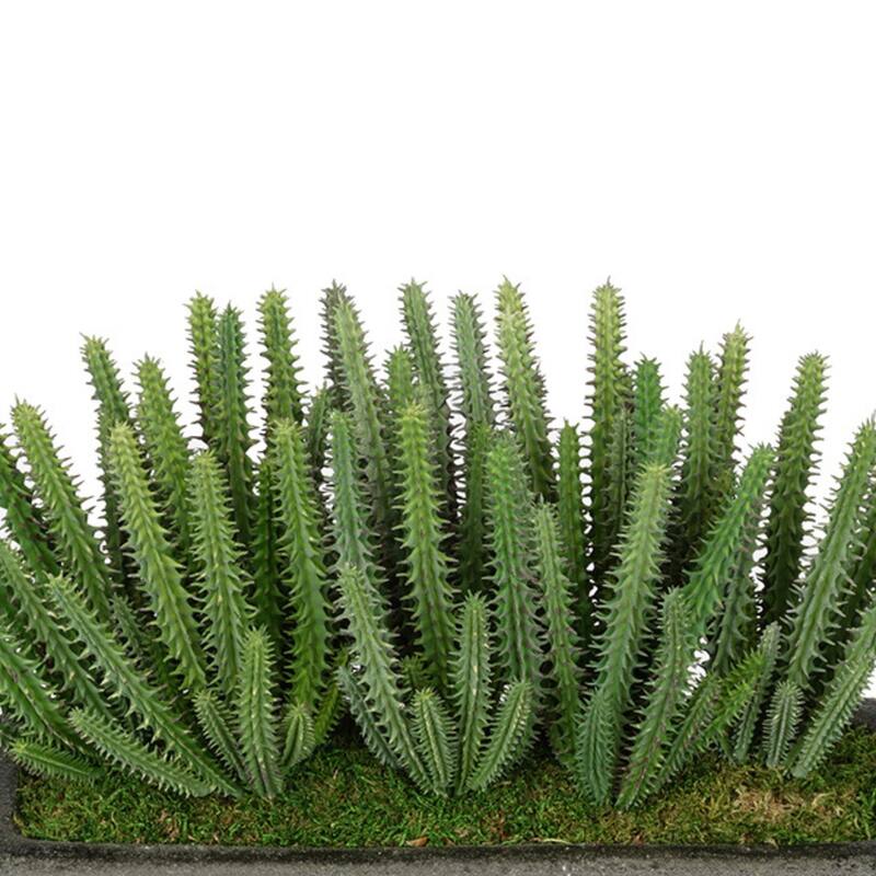 Faux Organ Pipe Cactus Garden in Black Sandy-Texture Ceramic Vase